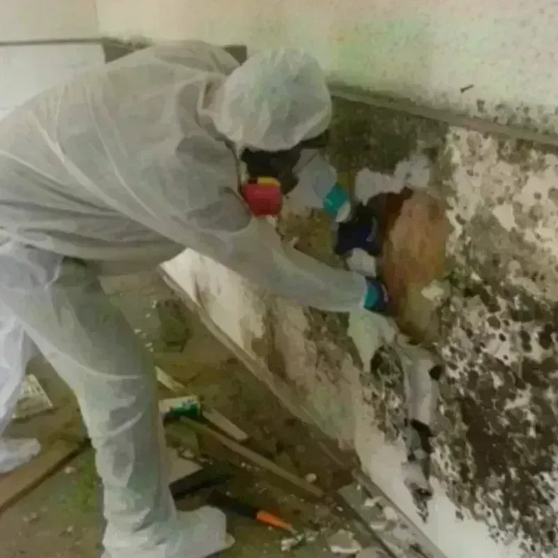 Mold Remediation and Removal in Brazoria, TX